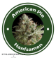 American Pie Autoflowering