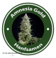 Amnesia Gold