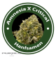 Amnesia X Critical Fast Hybrid