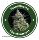 Anesthesia Autoflowering