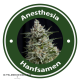 Anesthesia