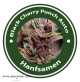 Black Cherry Punch Autoflowering  (USA Strains)