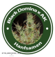 Black Domina X AK Feminised Hybrid