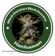 Black Domina X Black Domina Feminised Hybrid