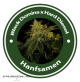 Black Domina X Hard Diesel Feminised Hybrid
