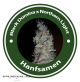 Black Domina X Northern Lights Feminised Hybrid