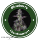 Blueberry Autoflowering