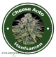 Cheese Autoflowering