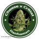 Auto Cheese X Auto Critical Hybride