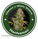Auto Cheese X Auto White Widow Hybride