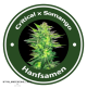 Auto Critical X Auto Somango Hybride