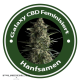 Galaxy CBD Feminised