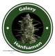 Galaxy Autoflowering