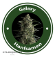 Galaxy