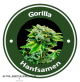 Gorilla Autoflowering