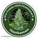 Ice Cream Feminised  (USA Strains)