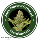 Jack Herer X Critical Feminised Hybrid