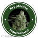 Kryptonite Autoflowering