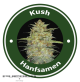 Kush Autoflowering