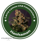 Larry Lemon Feminised  (USA Strains)