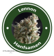 Lennon Autoflowering