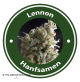 Lennon