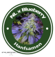 Auto Northern Lights X Auto Blueberry Hybride