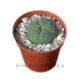 Peyote (Lophophora Williamsii)