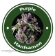 Purple Autoflowering