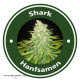 Shark Autoflowering