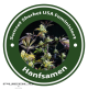 Sunset Sherbet Feminised  (USA Strains)