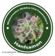 Watermelon Zkittlez Feminisiert  (USA Strains)
