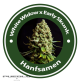 White Widow X Early Skunk Feminised Hybrid