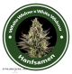 White Widow X White Widow Feminised Hybrid